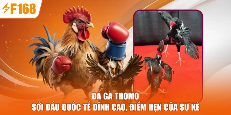 Đá Gà Thomo - Sới Đấu Quốc Tế Đỉnh Cao, Điểm Hẹn Của Sư Kê