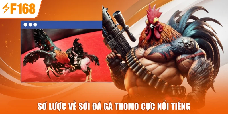 Sơ lược về sới đá gà Thomo cực nổi tiếng